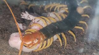 WARNING  Scolopendra heros  FULL LIVE FEEDING [upl. by Alomeda]