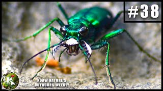 SixSpotted Tiger Beetle DECAPITATES Big Ant  KNOW 38 [upl. by Trescha]