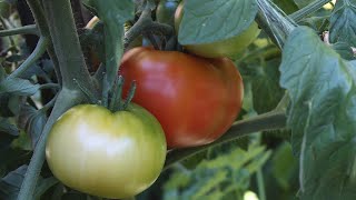 How To Grow Tomatoes From Seed the fast and easy way  Step by Step [upl. by Pierette]