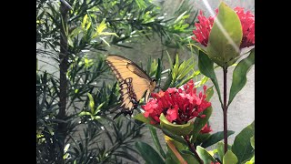 🦋 Borboleta Heraclides astyalus PautaBR [upl. by Anileva]