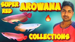 Super Red Arowana CollectionArowanaKing ArowanaLucky Fish ArowanaThe Monster fish World [upl. by Koerner]