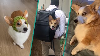 The Best Corgi Compilation On The Internet 2023  Funny and Sassy Moments FurryTails [upl. by Luby257]