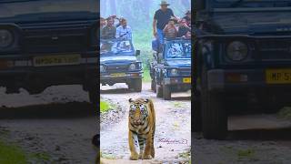 Wildlife at kanha kisli National Park shorts wildlife shortvideo tiger nature forest [upl. by Eldred751]