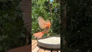 Close call for a House Finch 🐦 backyardbirds [upl. by Killie311]