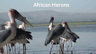 Herons Heron Species [upl. by Jermyn293]