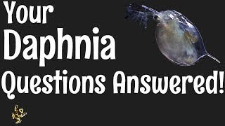 Daphnia Questions Answered [upl. by Asirrac]