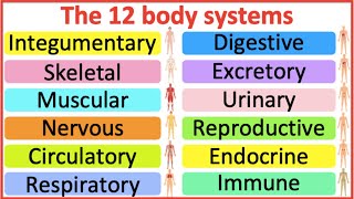 12 Organ Systems  Roles amp functions  Easy science lesson [upl. by Ahsien]