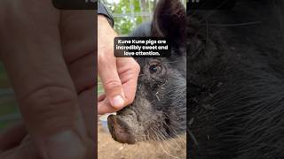 Its a Columbo Kune Kune piglet update 🐷🐽 pig kunekune animalrescue [upl. by Kata786]