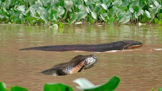 Quando a anaconda ataca o peixe elétrico veja o que acontece [upl. by Nodnelg]