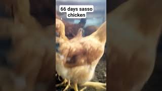 My sasso chicken is 66 days old [upl. by Annahsat]