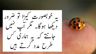 Lady Bug Amazing Information and ladybug life cycle [upl. by Neeham]