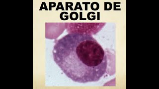 APARATO DE GOLGI [upl. by Gerlac]