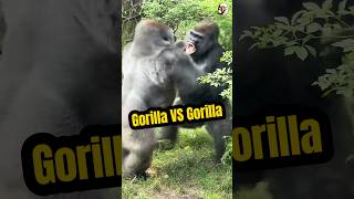 Gorilla vs Gorilla gorillafighting wildanimals shorts [upl. by Laaspere]