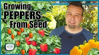 How to Grow Peppers from Seed  Step by Step Instructions [upl. by Relyuhcs543]