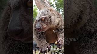 Facts about cuscus animals [upl. by Hamlen]