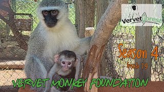 Experience baby monkey orphan Dirkules first encounter of his foster mom [upl. by Aihtnis90]