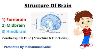 STRUCTURE OF BRAIN  Forebrain  Midbrain  Hindbrain  Cerebrospinal Fluid  Structure and Function [upl. by Eiramanit]