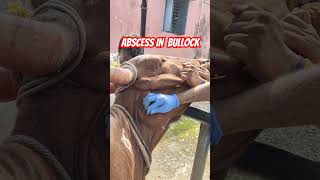 Abscess in bullock l Actinomycosis l Abscess drainage in bullock l DrMandloi [upl. by Thorpe]