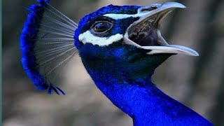 Peacock Sound Full HD Noises [upl. by Christie]