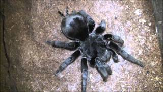 Grammostola pulchra mating [upl. by Lamp]