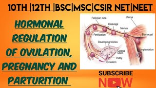 Hormonal regulation of ovulation  pregnancy and parturition  MSc zoology 4 th sem Hindi notes [upl. by Esbensen]