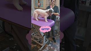 LhasaApsodog grooming haircut CUTE [upl. by Ecirtram]