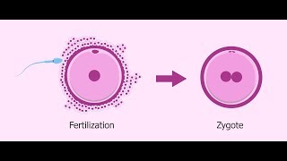 What is Zygote   Essential Science  Terms [upl. by Atnicaj]