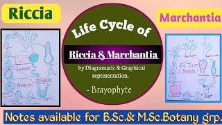 Life Cycle of Riccia and Marchantia  Brayophytes life cycle by diagram and graph Akanksha [upl. by Laicram248]