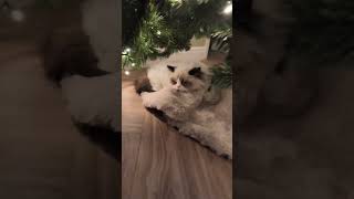 Miami the Kitten Sleeps Under the Christmas Tree [upl. by Reifel]