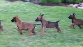 Belgian Malinois Puppies For Sale [upl. by Sherlock407]