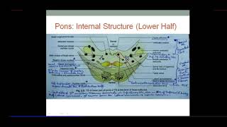 Brainstem  PONS  Internal Structure  Dr SAM [upl. by Esinet917]