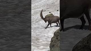 Ein kräftiger Steinbock🫶sucht eine Abkühlung🍀mein Kanal❤️‍🔥Bergwelt Schweiz🇨🇭💫🇨🇭 [upl. by Esther82]