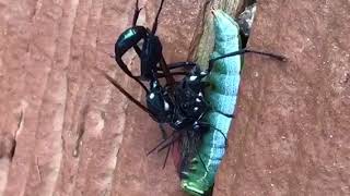 Giant Ichneumon Wasps Mating [upl. by Pincas]