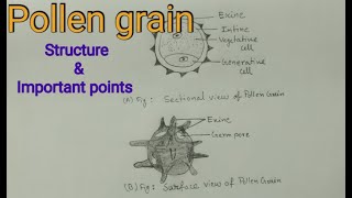 Structure of pollen grain with Important points  pollen grain  microspore [upl. by Mllly200]