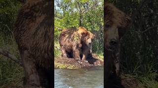 That’s a BIG bear 👀 bear kodiak wildlife grizzlybear salmon fishing outdoorsurvival grizzly [upl. by Arracahs]