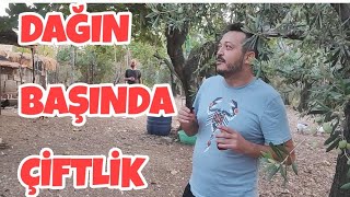 DAĞ BAŞINDA ÇİFTLİK  AHMET HOCANIN ORMANIN İÇİNDEKİ DOĞAL YAŞAMI pet dog pets animal animals [upl. by Killam]