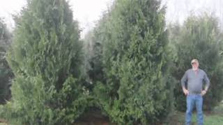 How to Trim a Spruce tree and a pine tree Trimming 101 [upl. by Anuayek]