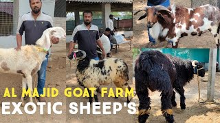 show quality sheeps in al Majid goat farm medak  bhalu macherla sheep biggest huntle [upl. by Ueihtam]