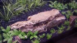 Nano planted aquarium setup  Nano acuario plantado con Flourite [upl. by Edla333]