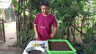 Process for germination of aquilaria malaccensisThe most expensive tree  Kuya Jun [upl. by Nele]