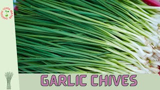 GARLIC CHIVES Allium tuberosum The Versatile Herb for Your Culinary Garden [upl. by Frederick25]