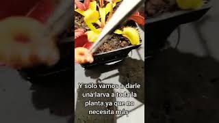 ¿Cómo alimentamos nuestras plantas carnívoras  Dionaeas [upl. by Rotow]