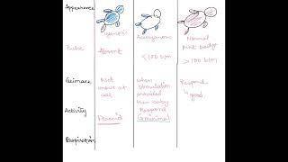 APGAR Score [upl. by Htebzil]