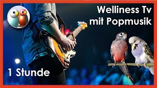 Langeweile war gestern Popmusik für müde Wellensittiche 57 [upl. by Leamiba117]