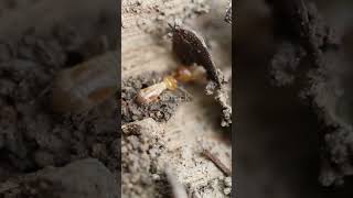 Termites ethical Corpse Burying Ritual insectworld [upl. by Yrrok]