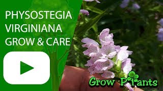 Physostegia virginiana  grow amp care [upl. by Ecirtnahc196]