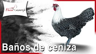 ¿Puedo DESPARASITAR a las GALLINAS con BAÑOS de CENIZA [upl. by Eeima281]