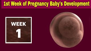 First Week of Pregnancy Symptoms and Baby Development  1st Week of Pregnancy in telugu [upl. by Lesh]