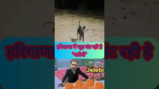 Haryana Election Result आते ही Jalebi Trending में है haryanaelection haryanaelection2024 jalebi [upl. by Jacky]