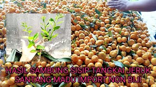 santang madu import non biji [upl. by Funk885]